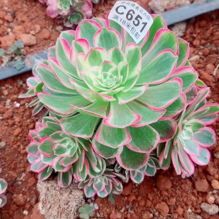 多肉 孔雀翎多肉法师植物