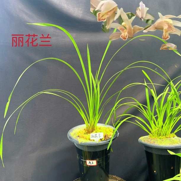 A3（丽花兰）一大一小两苗草 稀有品种  开花丽质天生 兰花农家自养