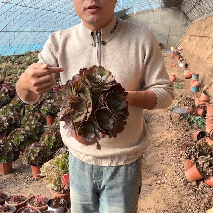 精品荷兰玫瑰好看好养