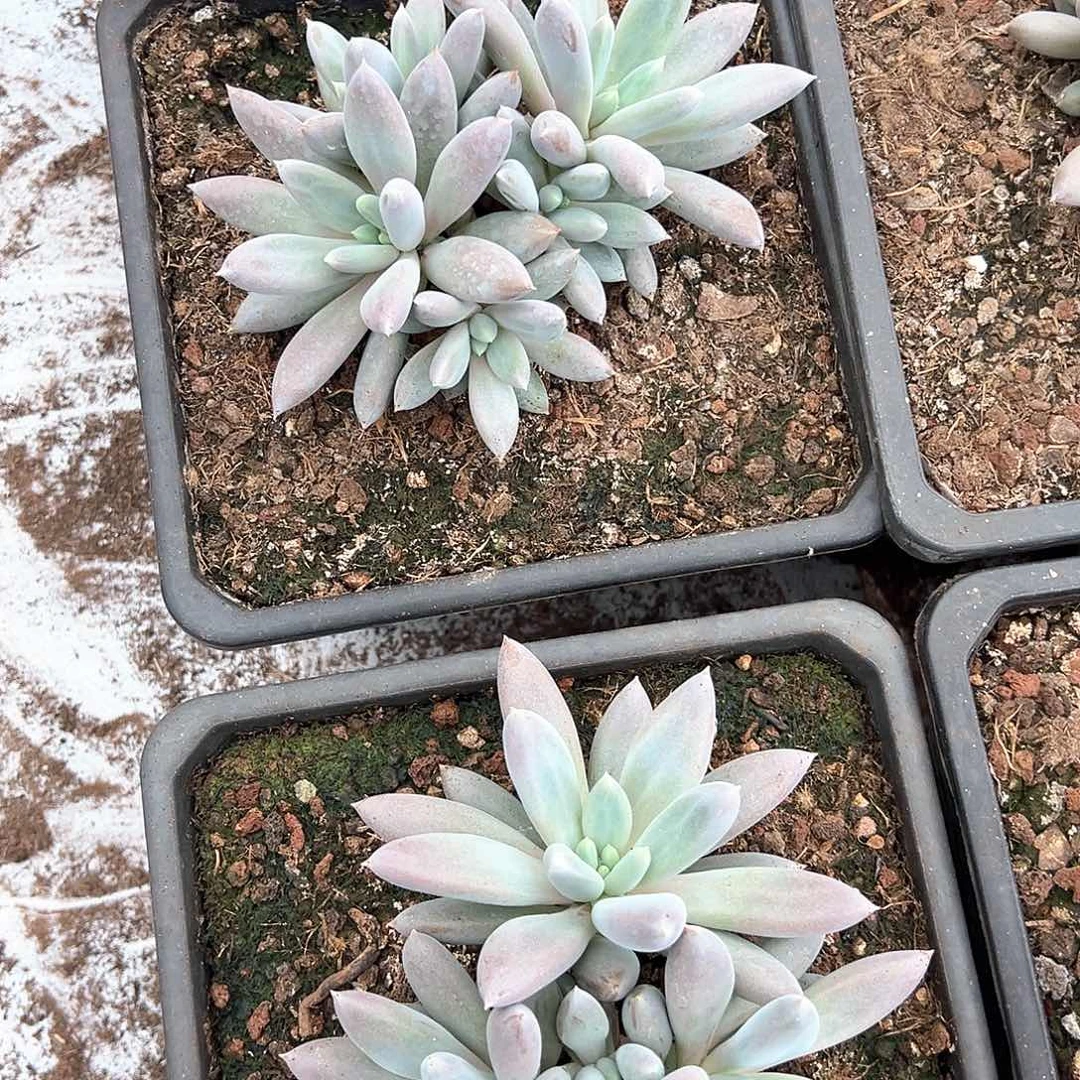 彩体哥特群5头起15-16厘米