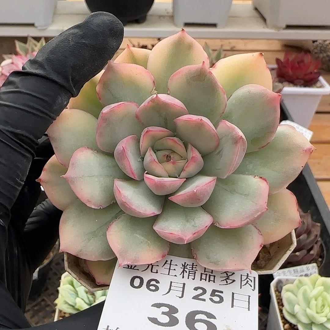 0625-36草莓蛋糕锦