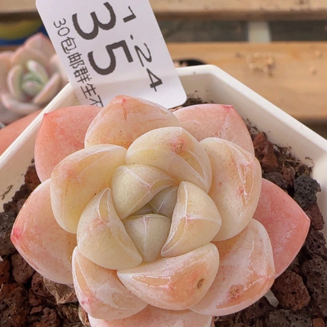 奶油冰玉单头一颗脱土