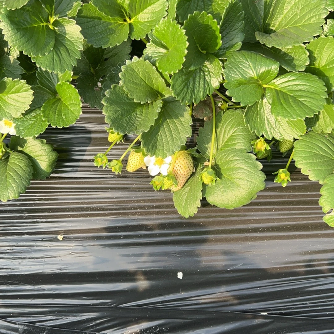 大棚地现挖土球苗