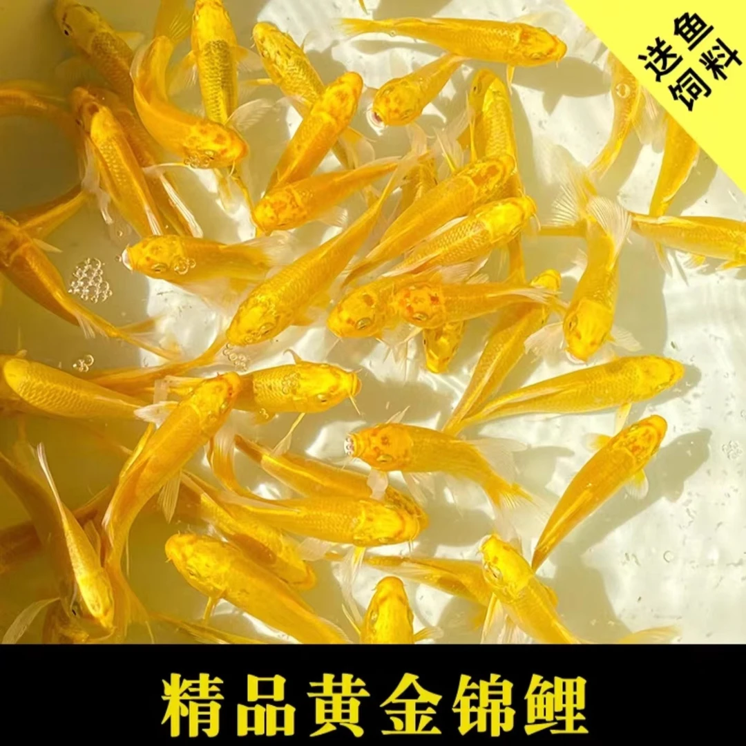 冷水鱼金鱼锦鲤活小金鱼活鱼养鱼活体耐小型黄金观赏鱼淡水水族