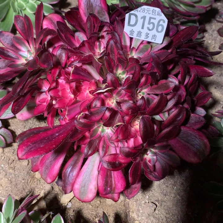 156多肉植物一物一拍