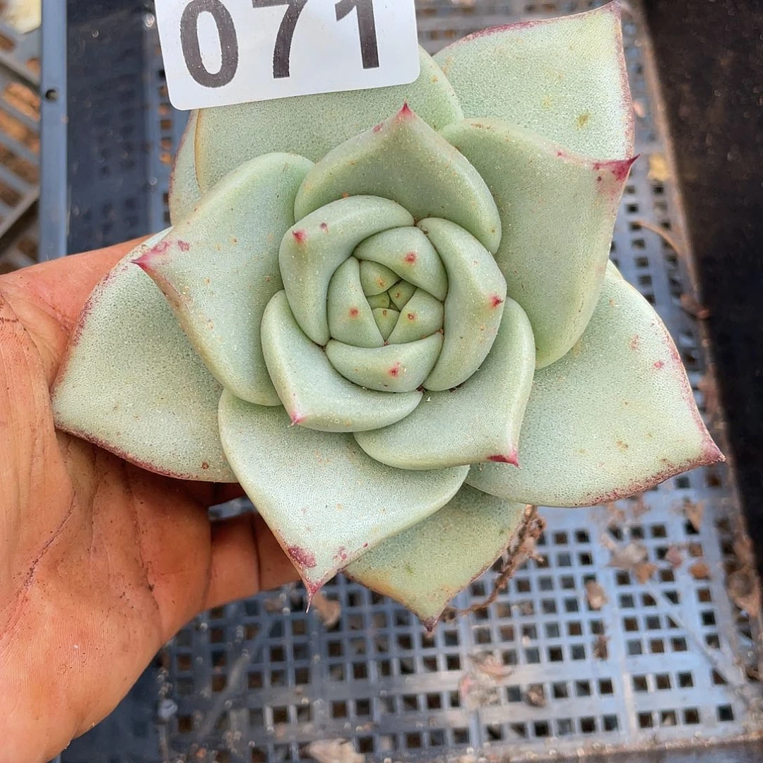 若如东云组拍071