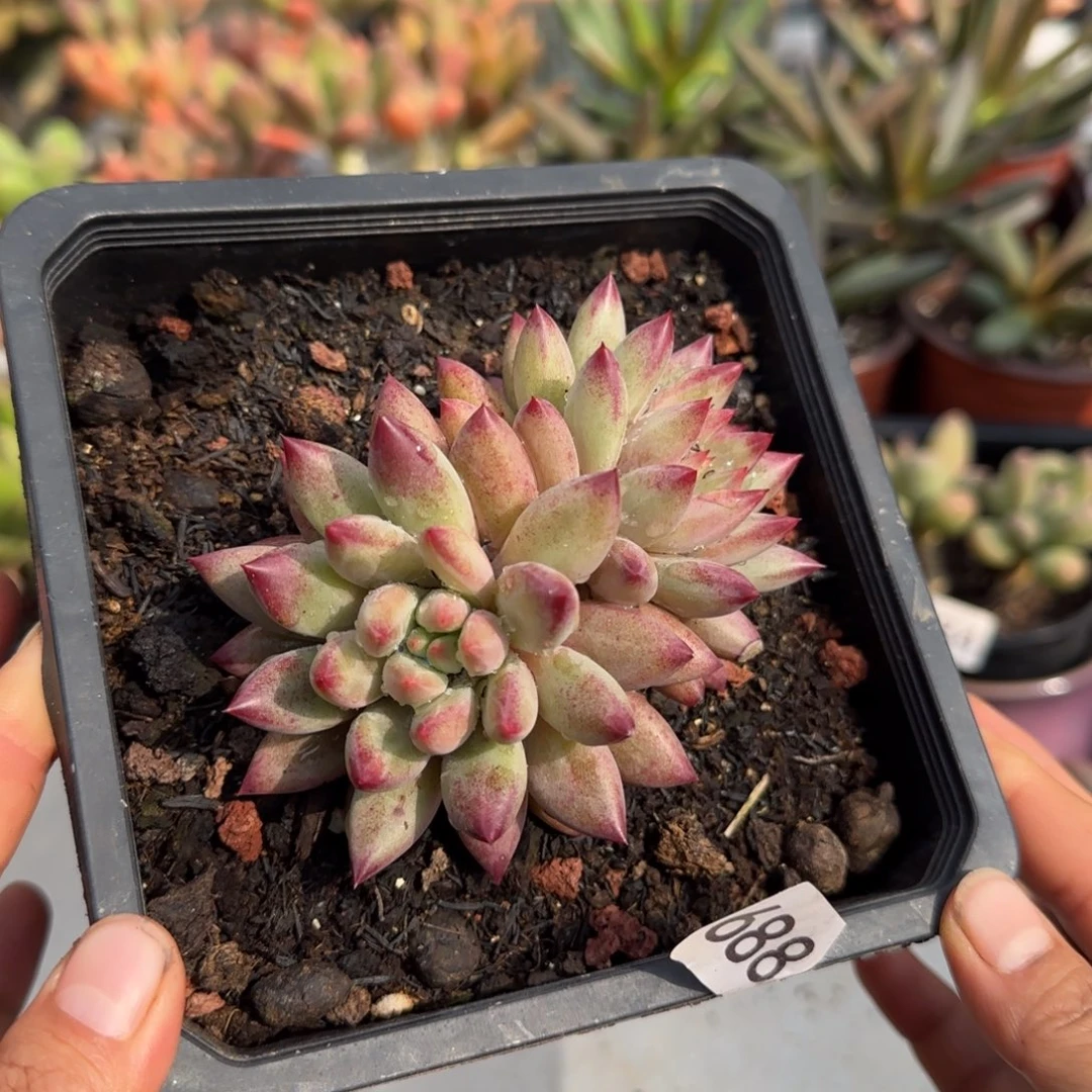 688号一物一拍一物一拍一物一拍