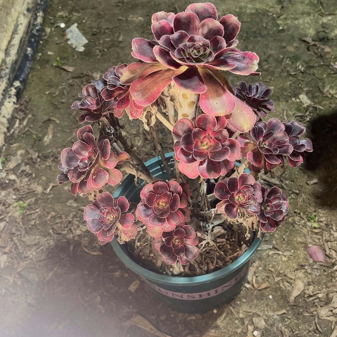 11香奈儿多肉植物