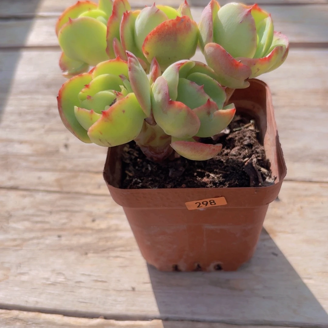 用***8一物一拍编号298