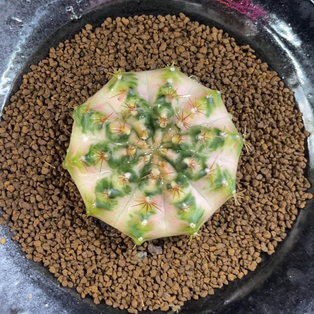 泰系米哈锦，888888