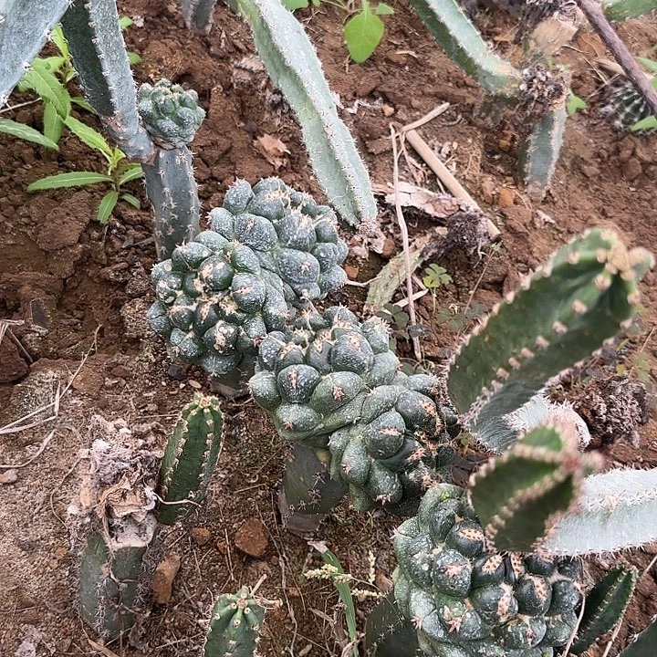 鱼***酱双头像牙30的毛花柱
