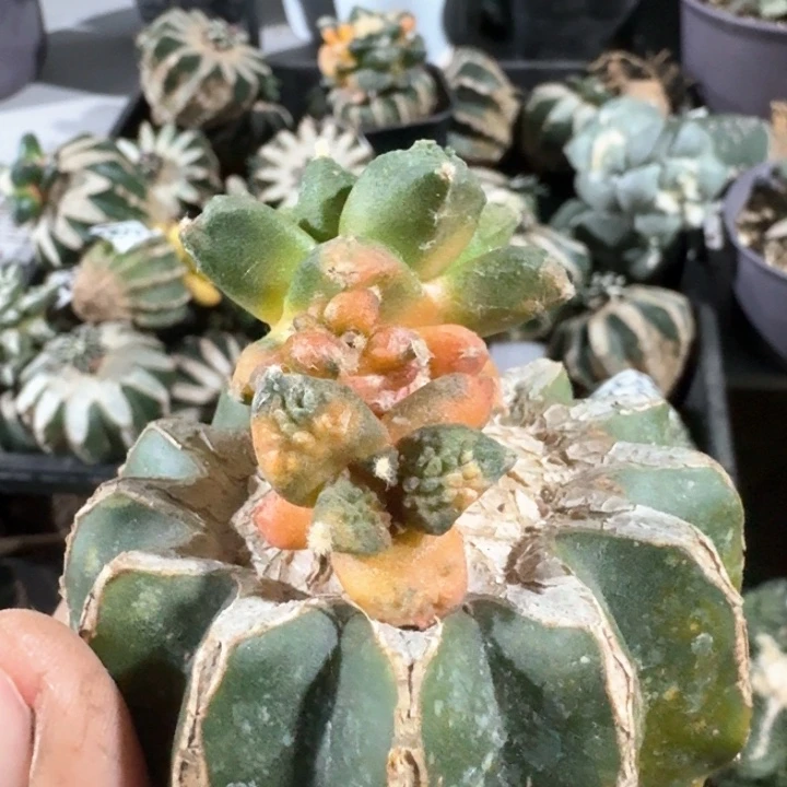 936哥怒牡丹锦仙人球