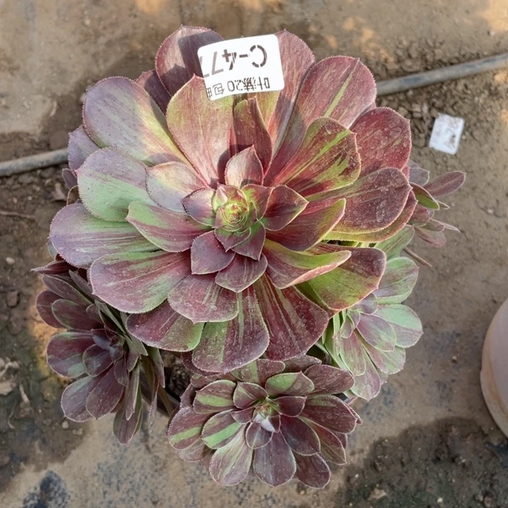 477花月夜多肉123456759