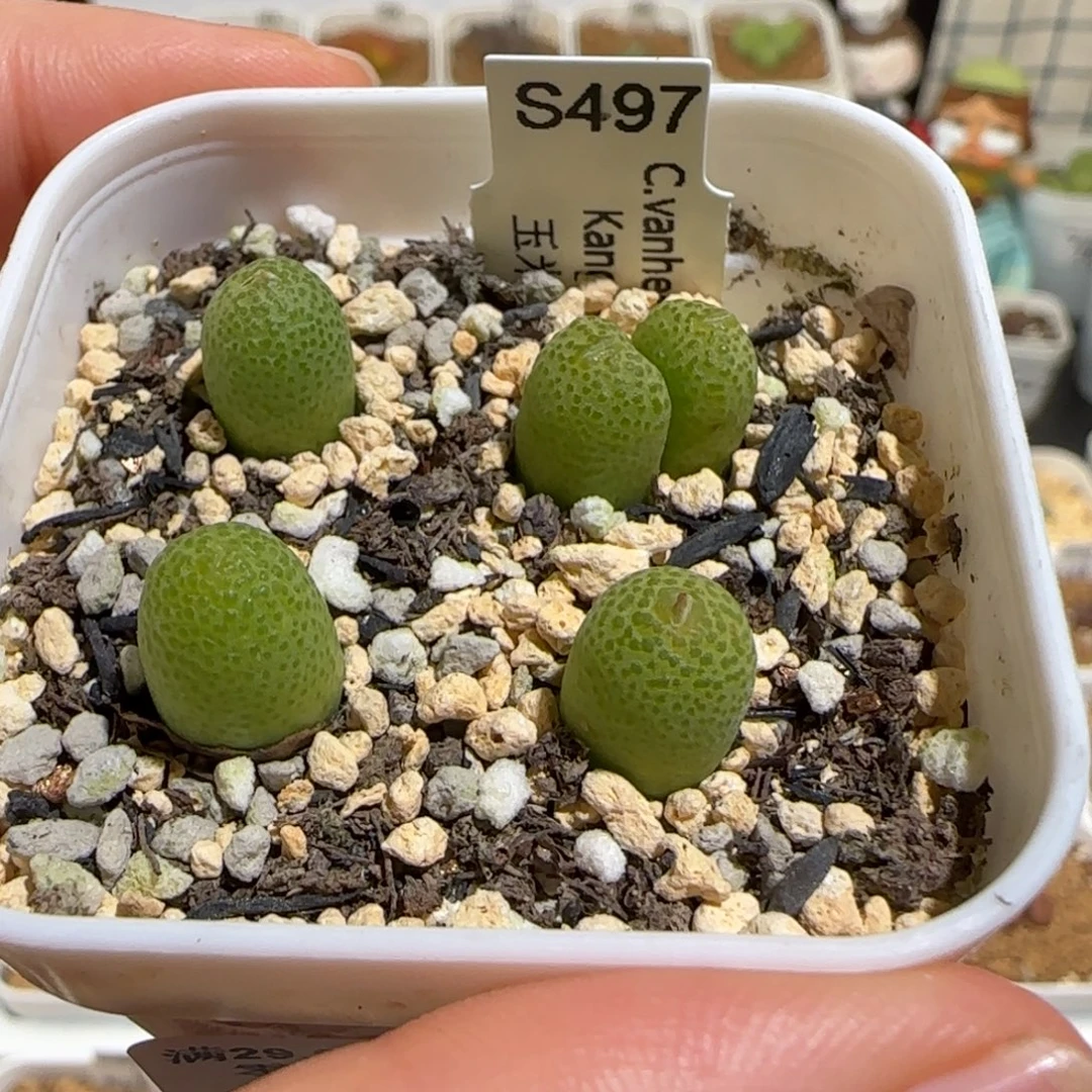 肉锥多肉植物组合-玉米一盆293