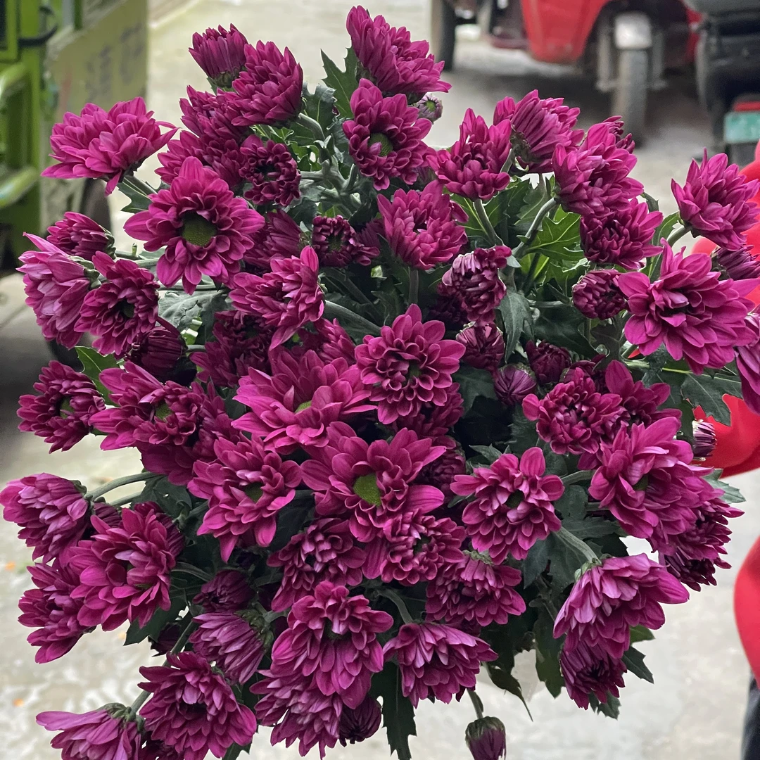 三文鱼紫10枝全店1-5扎1个运费