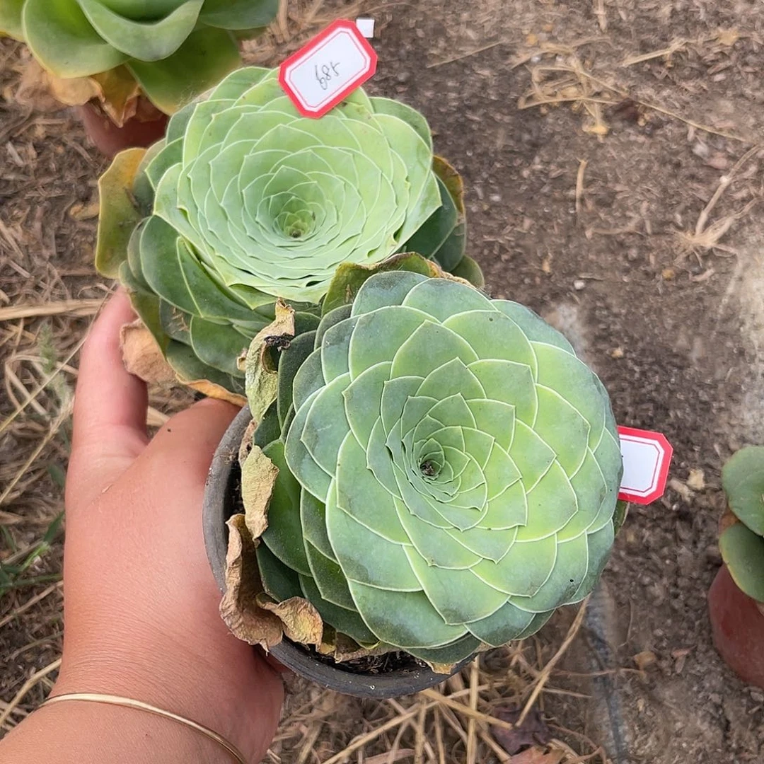 山地玫瑰单头 685 686