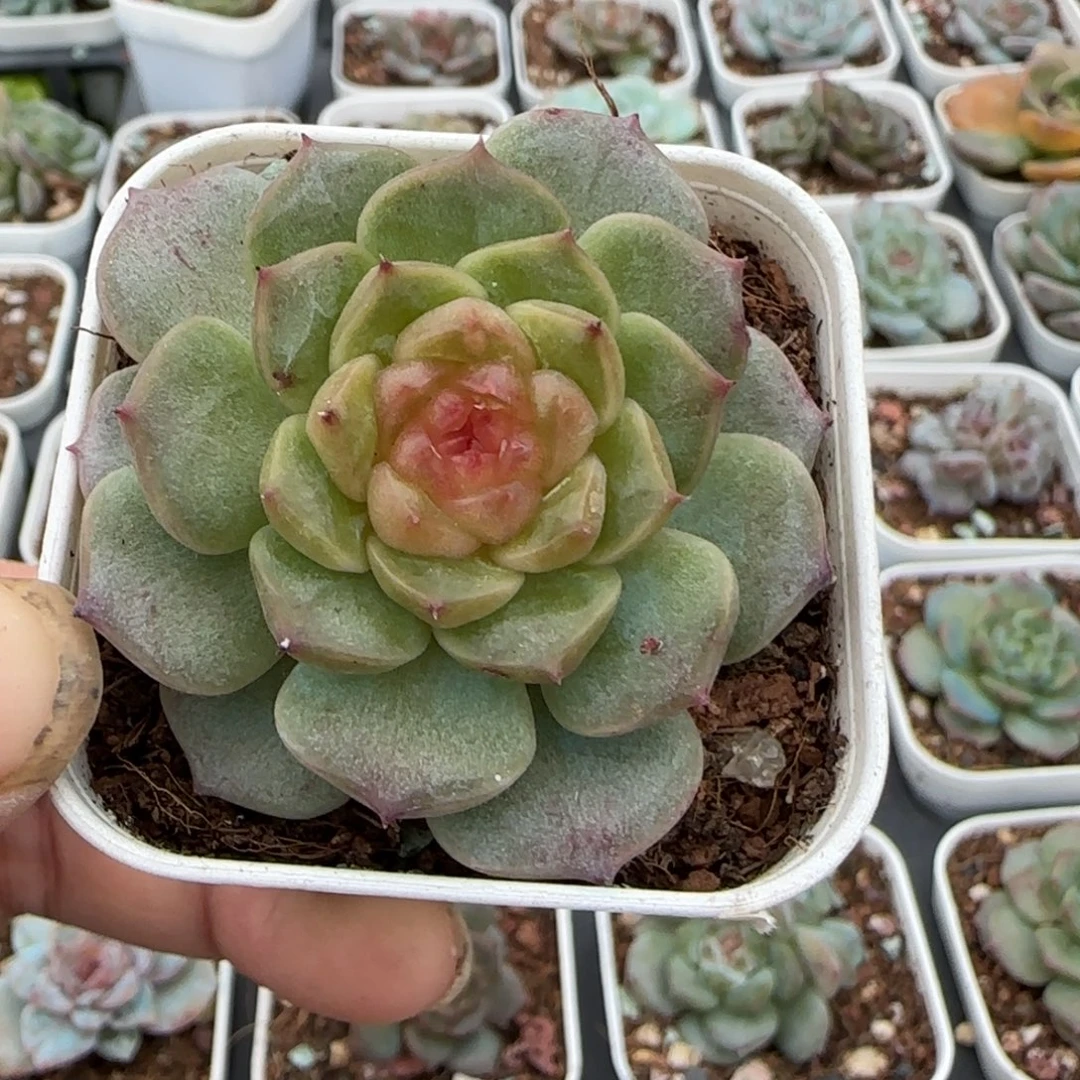 小卡拉米糖心一物一拍