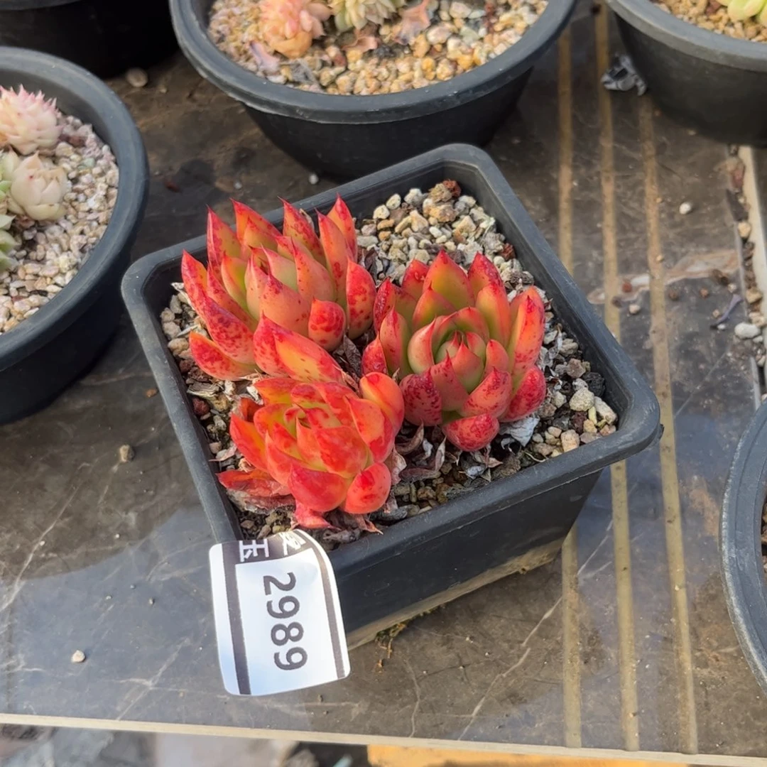 东云多肉植物2989