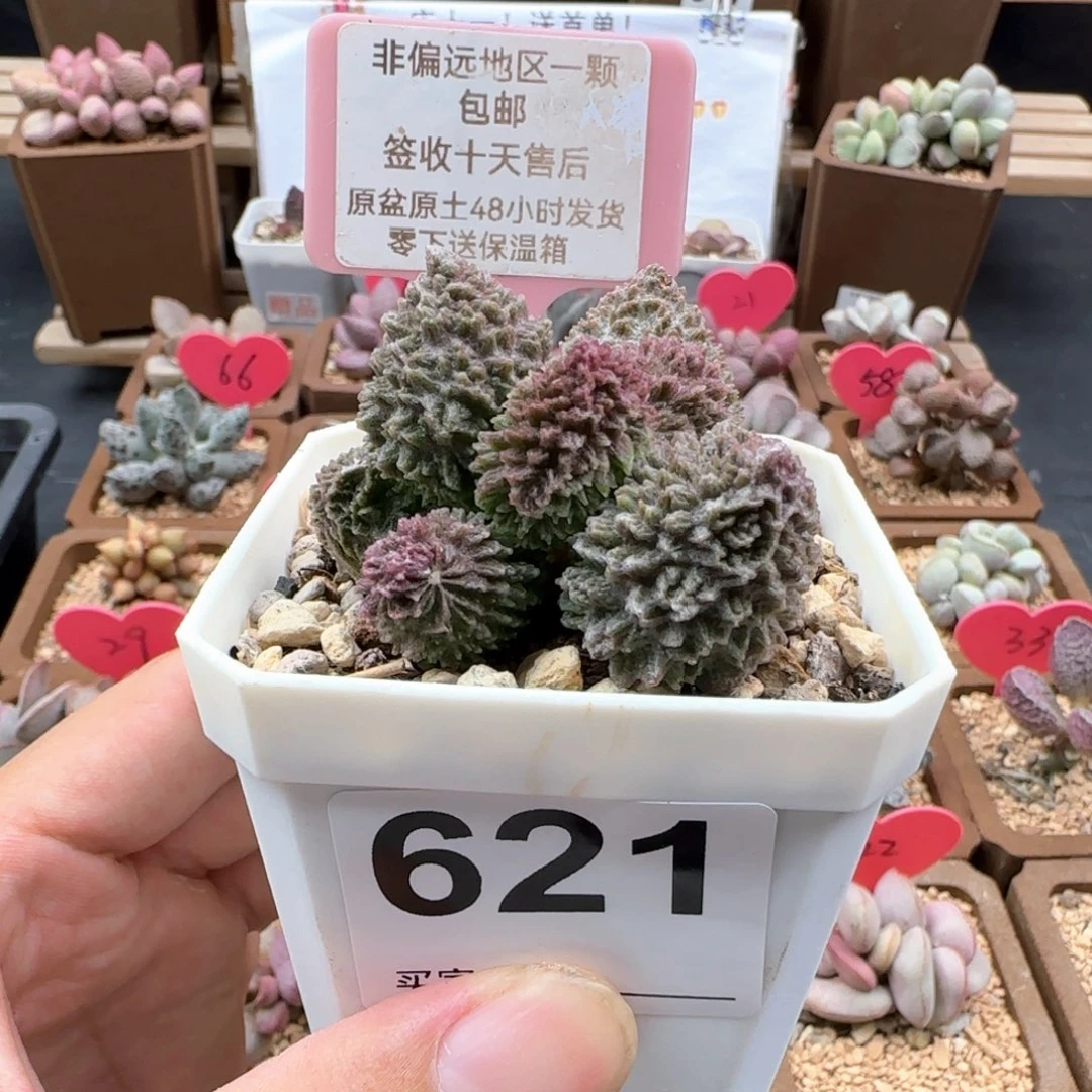 621朱紫玉多肉植物