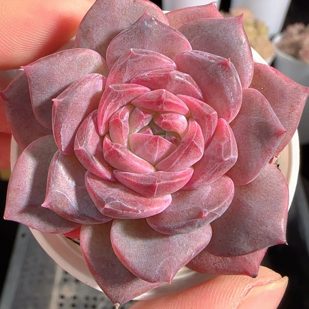 多肉0105-154琥珀天使珍妮