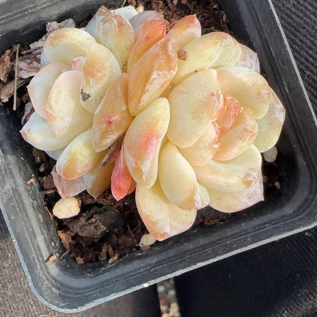 多肉小卡拉米糖心一物一拍