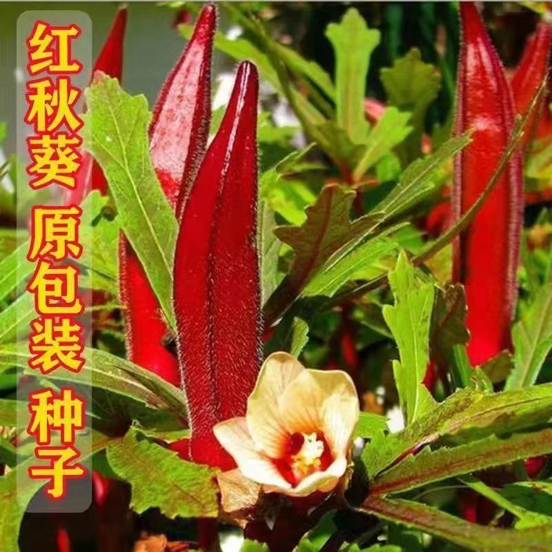 红秋葵种子春播四季可种庭院阳台蔬菜红秋葵种子