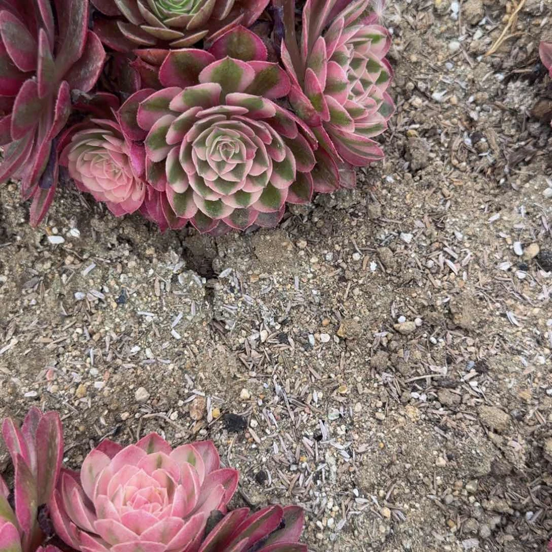1251荔枝 多肉植物