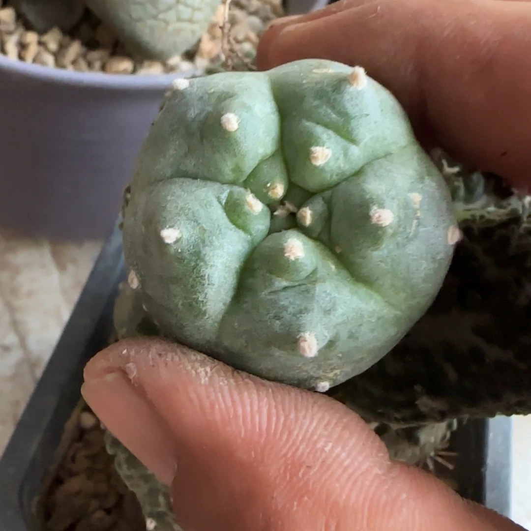 【闪购商品】无花朵萝卜根长谷川肋骨小的