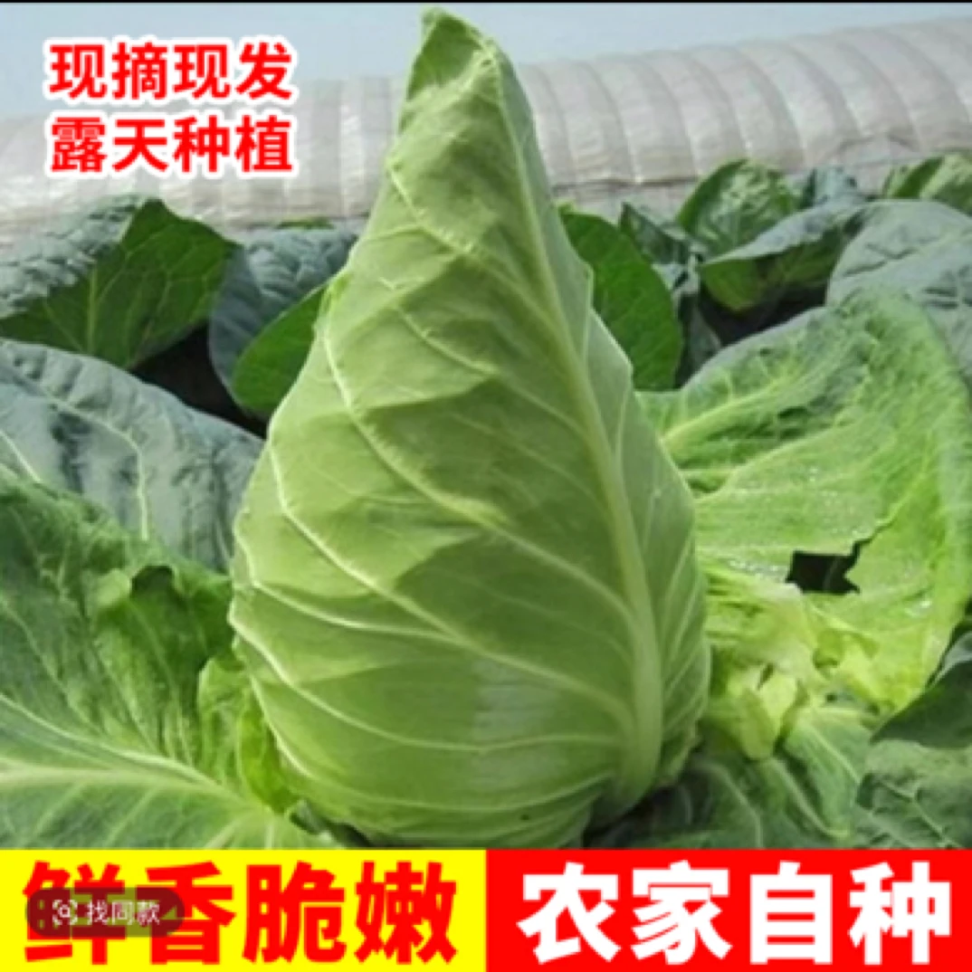 湖北牛心包菜新鲜绿色农家蔬菜露天甘蓝鸡心干锅黄心蔬菜新鲜