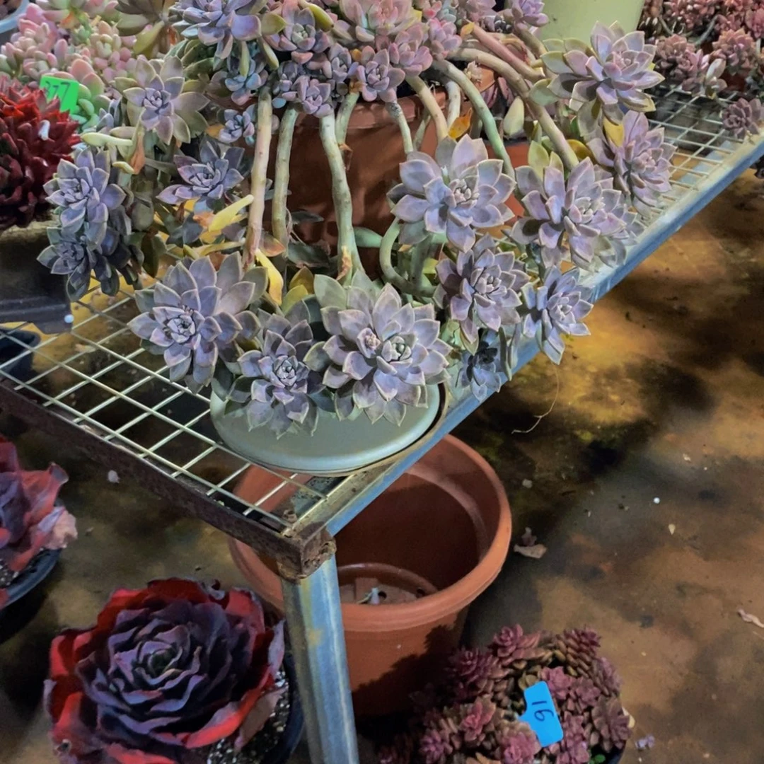 x***n阿伦培训665。