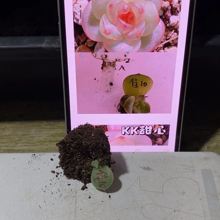 穴盘甜心佳10芽苗一个
