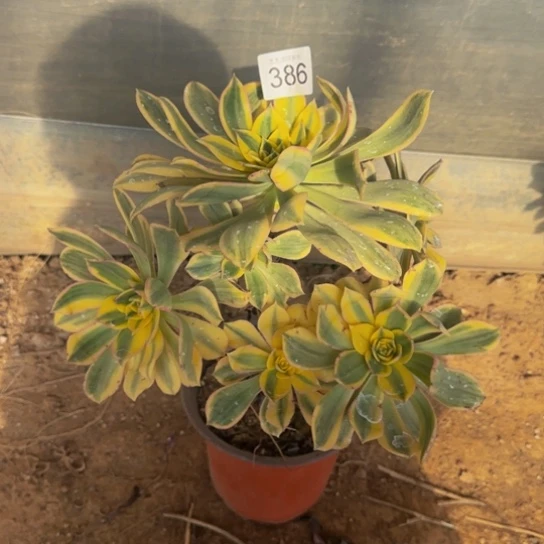 灿烂法师9号棚386多肉植物