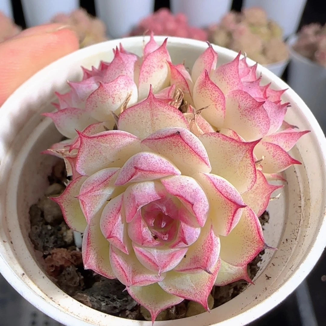 多肉0105-117女王玫瑰