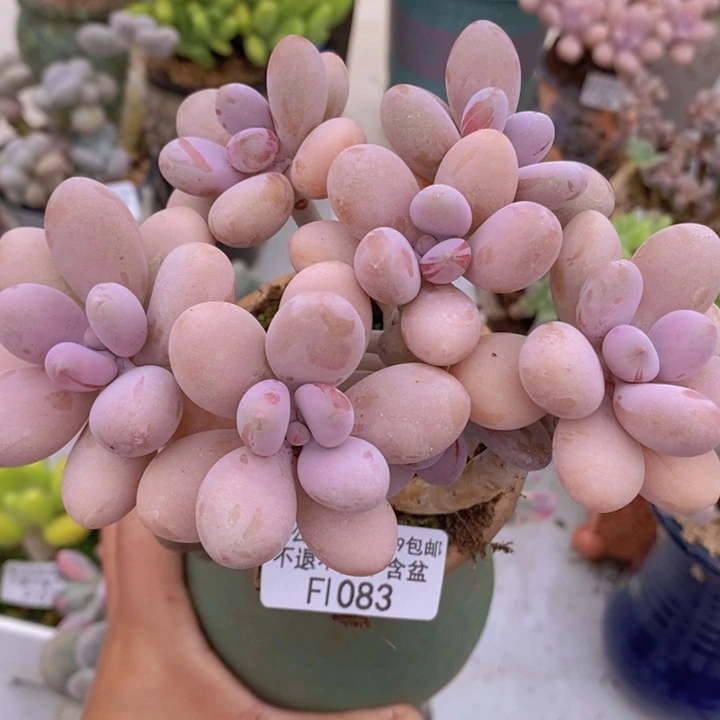 糖果桃蛋老桩14cm1083多肉植物