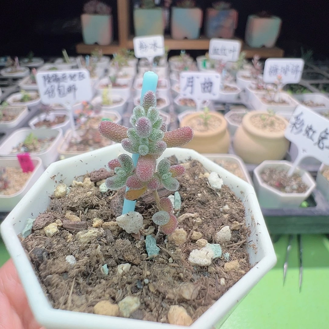 2459实生粉冰晶，一年多，拍下不退不换