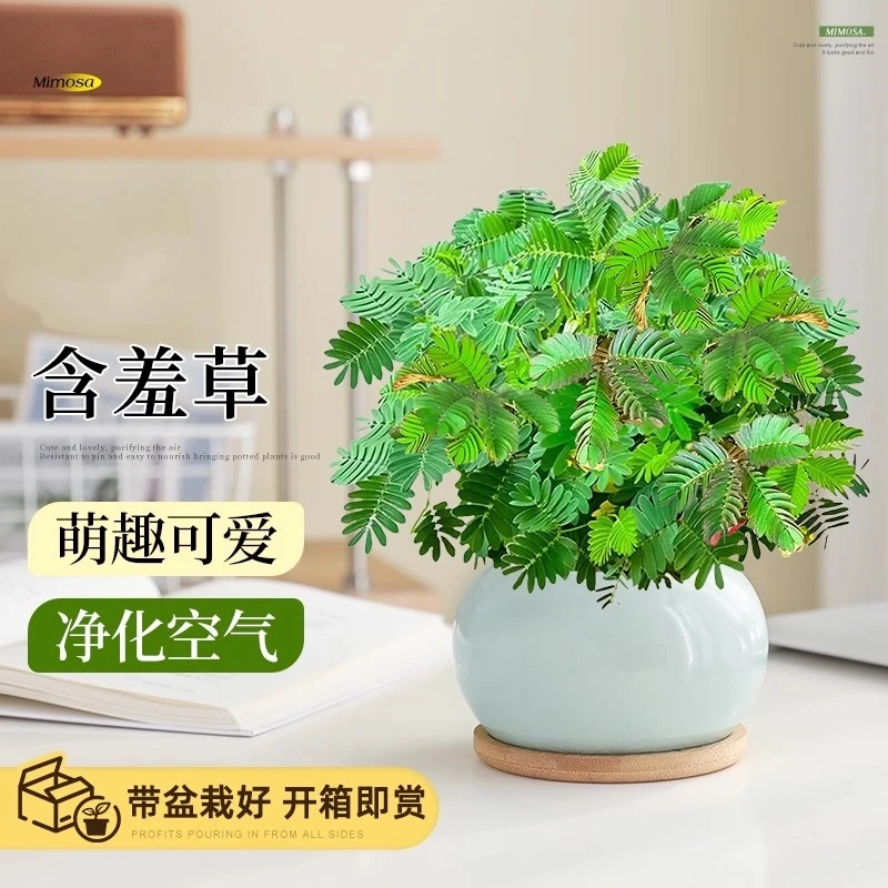 含羞草盆栽室内办公桌面上儿童种植趣味小绿植害羞草四季好养花卉