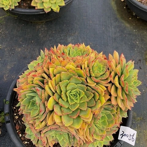 烟*贝娜为如30056