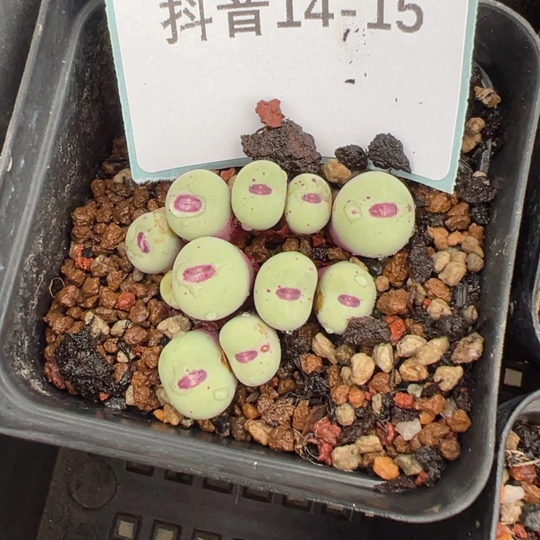 14-15肉锥多肉植物