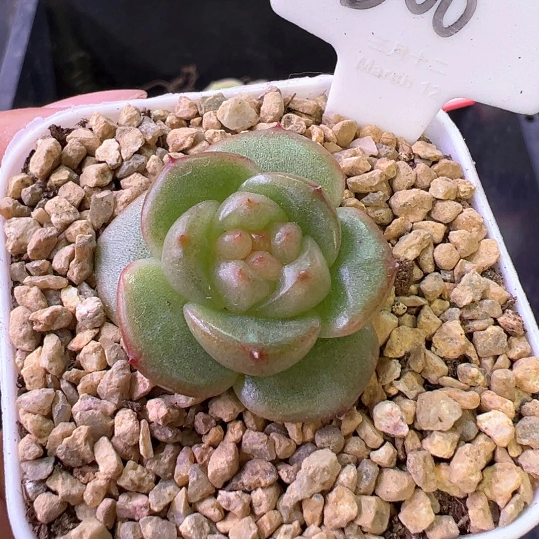 300号宽叶珍妮 晗雨多肉