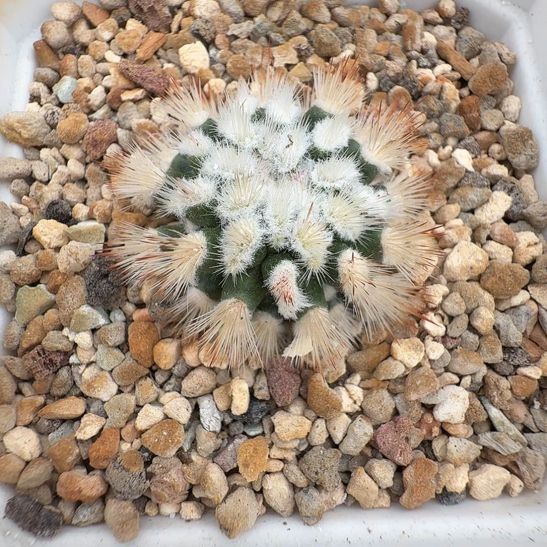 绯泉玉苗接侧牙3.4公分