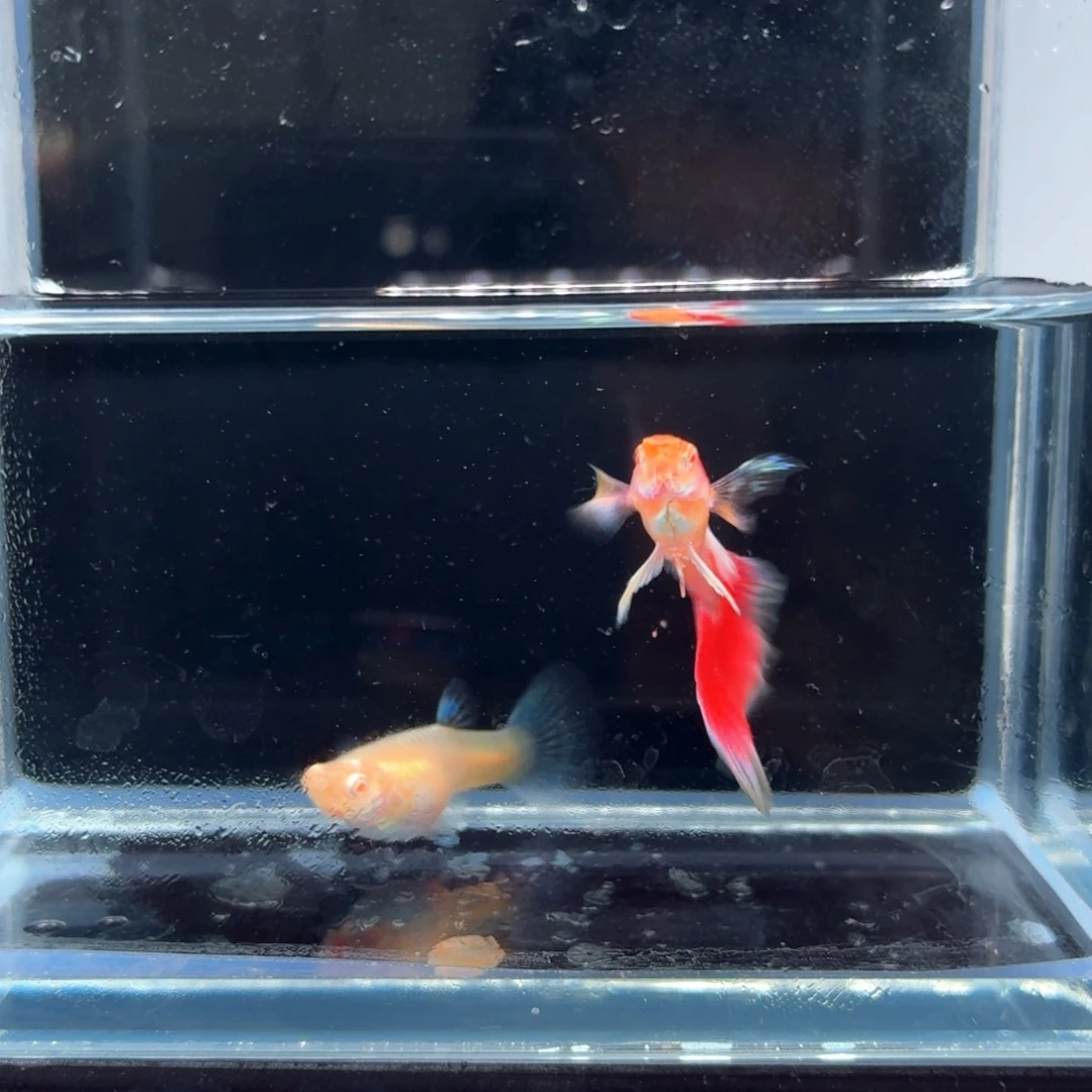 孔雀鱼火烧云飞船一对（17）