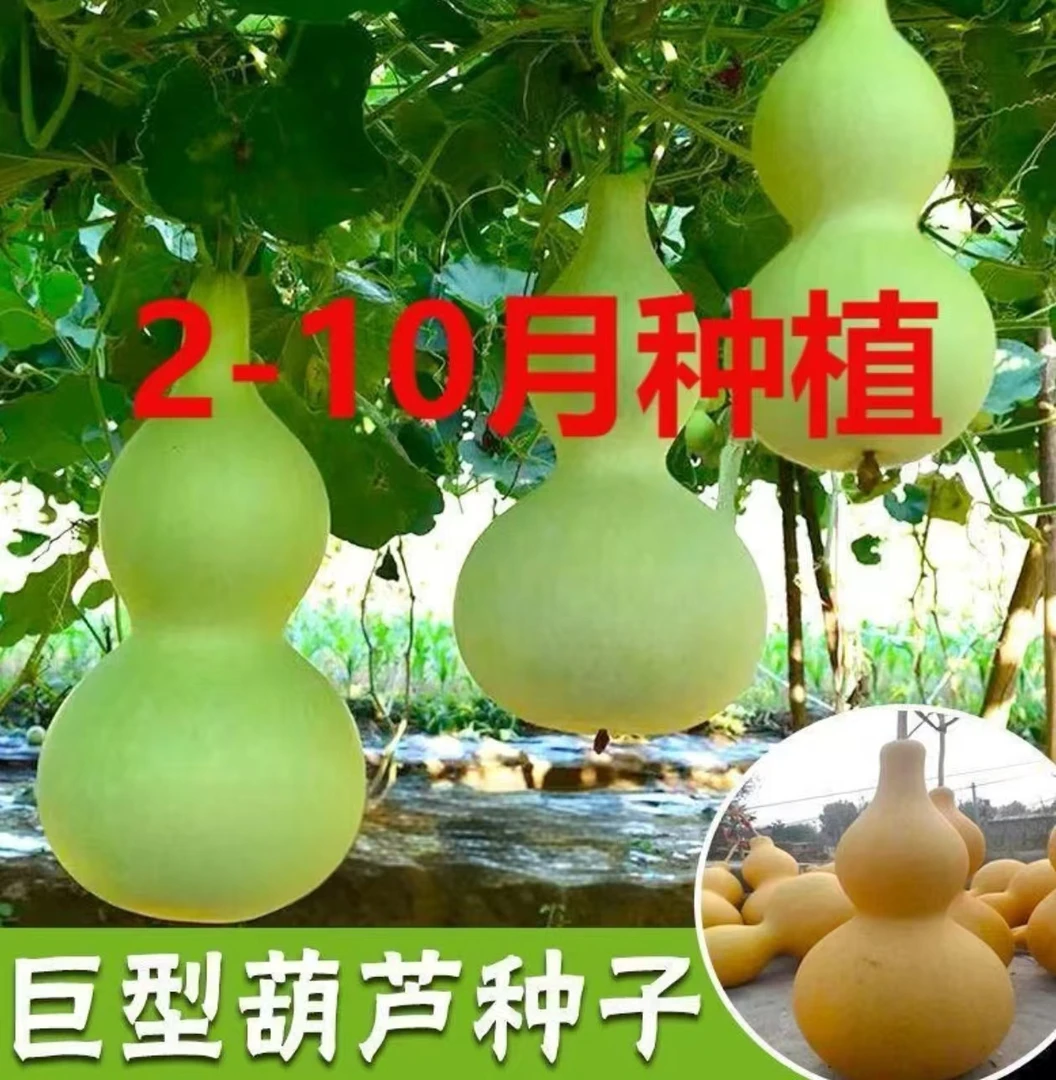 巨型超大葫芦种子四季种植盆栽地栽