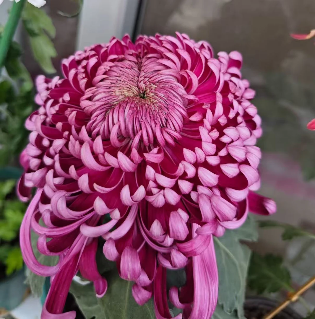 九月菊花【东海花王】开大花掉叶掉枝不售后介意慎拍