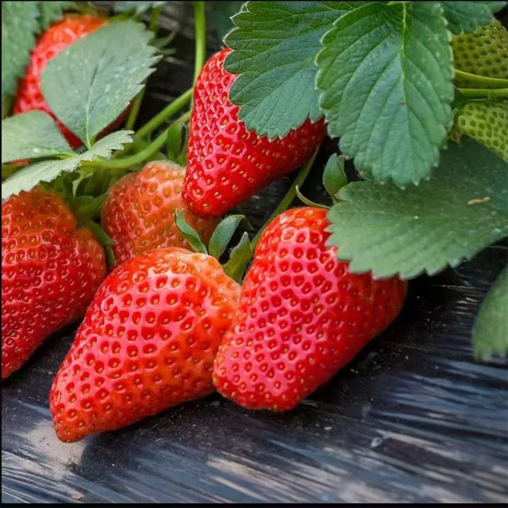 【大乐鲜果 京东快递】辽宁丹东红颜99草莓净重2.8斤装