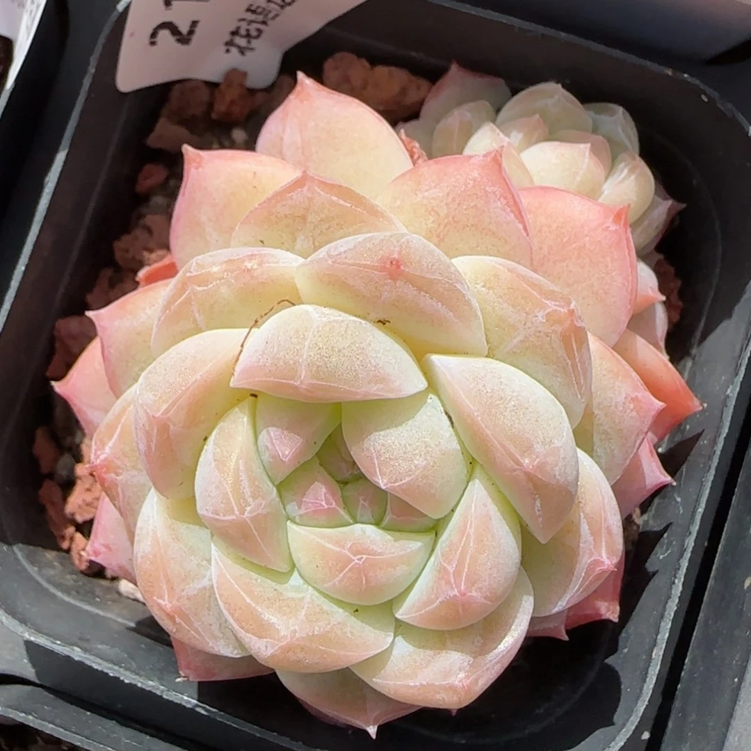 花语逸境0211-210