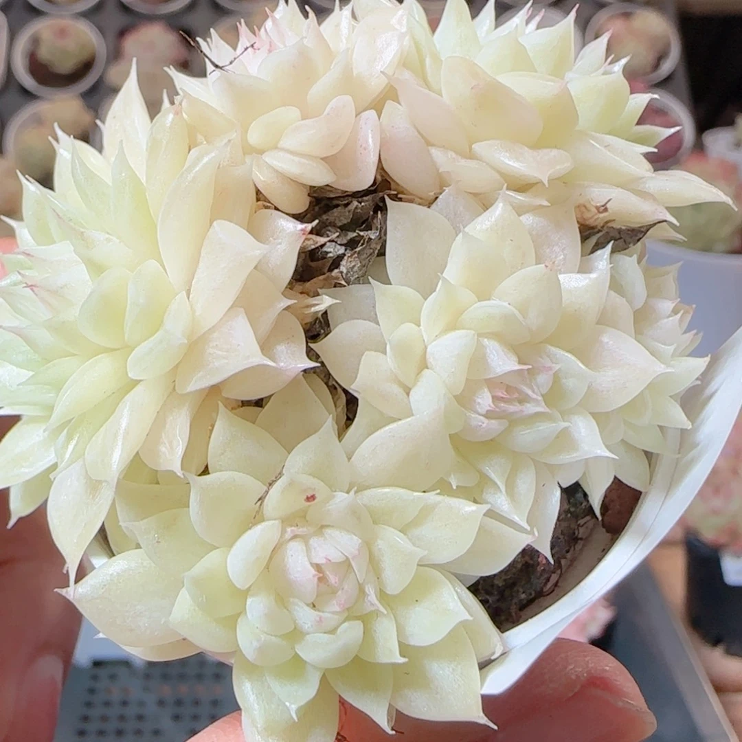 花语多肉1229-66散