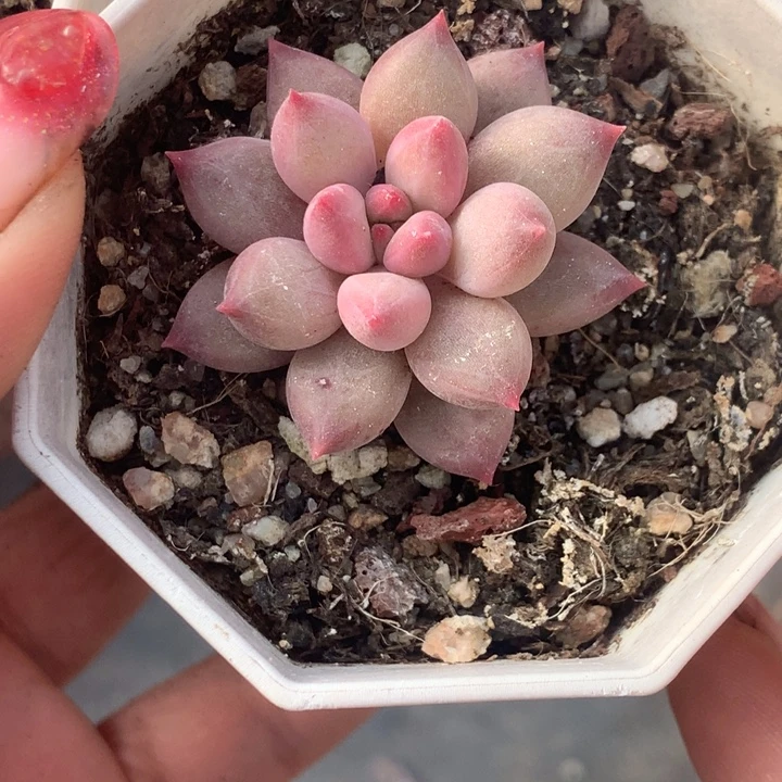 虞美人 （不满9.99发叶子冷地区不买保温扣一颗多肉）