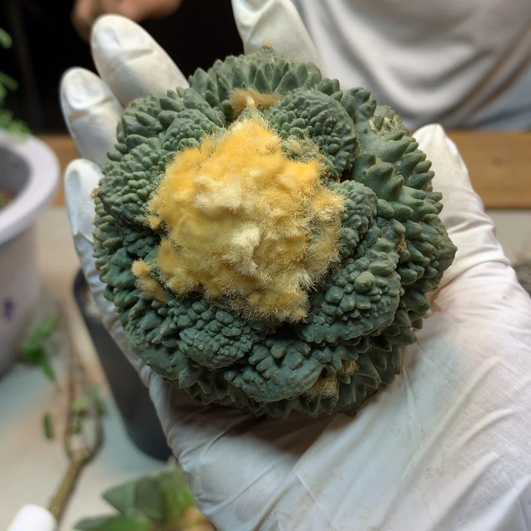 22号  蓝白肌 炸尤 哥斯拉8.5公分(无根)