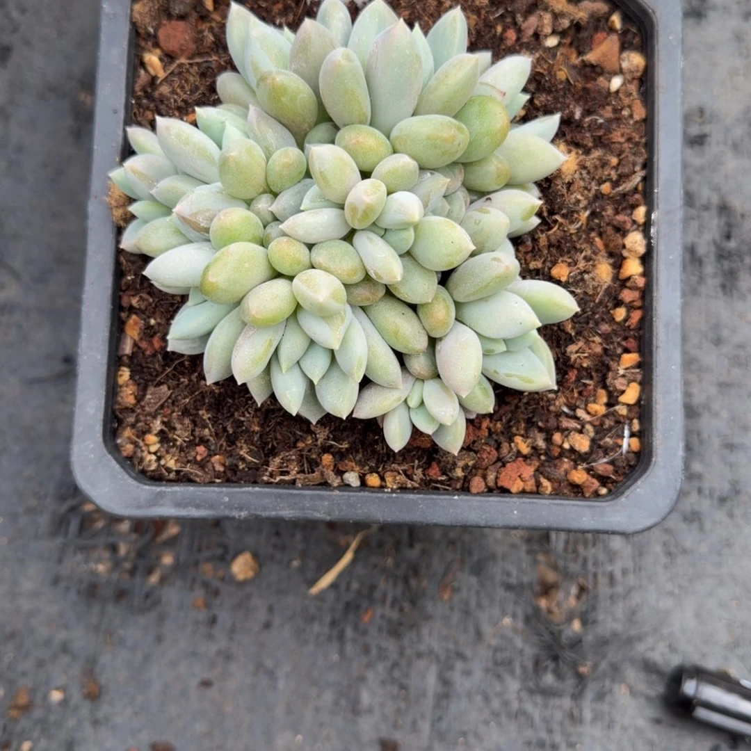 一物一拍黄胖体哥特05