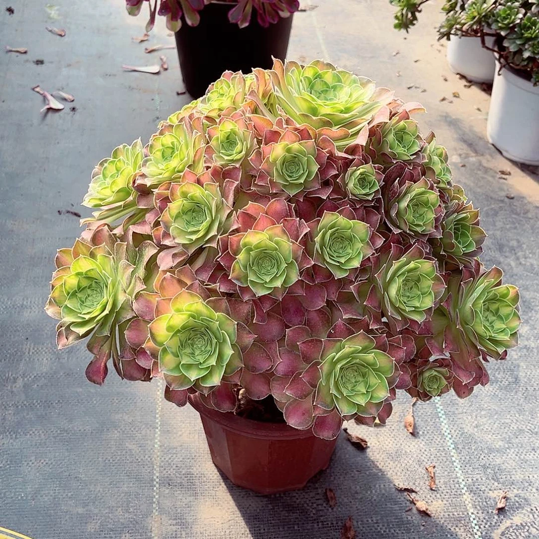 法师多肉漂亮漂亮